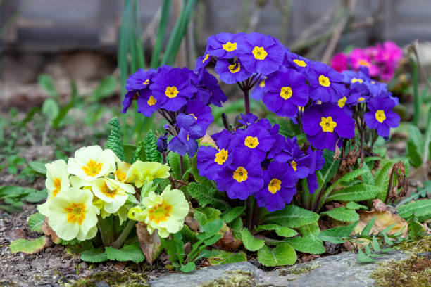 Primula acaulis, English primrose or Common primrose blooms in the spring