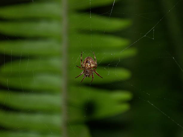 uma aranha no quintal - spider web spider night fern imagens e fotografias de stock