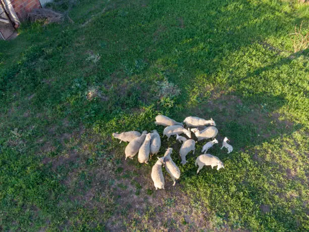 Photo of mother and baby sheep grazing in the pasture