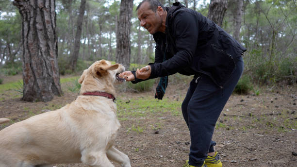 istock Mature man playing with dog (labrador retriever) in autumn forest. 1390910430