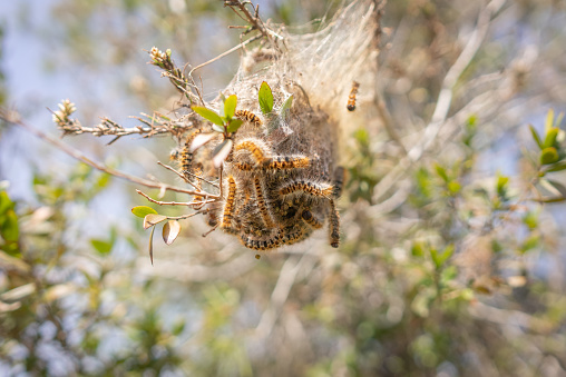 Nests of the pine processionary caterpillar in woodland