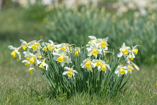Daffodil (narcissus) flowers in bloom