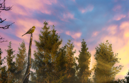 Greater yellow finch (Sicalis auriventris) sitting on a branch in ,agical sunset