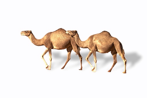 camel with white background