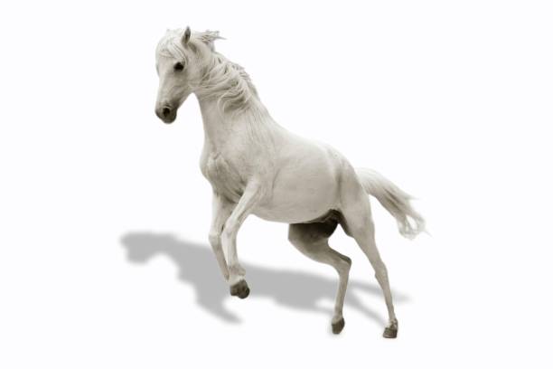 horse with white background - horse arabian horse arabia white imagens e fotografias de stock