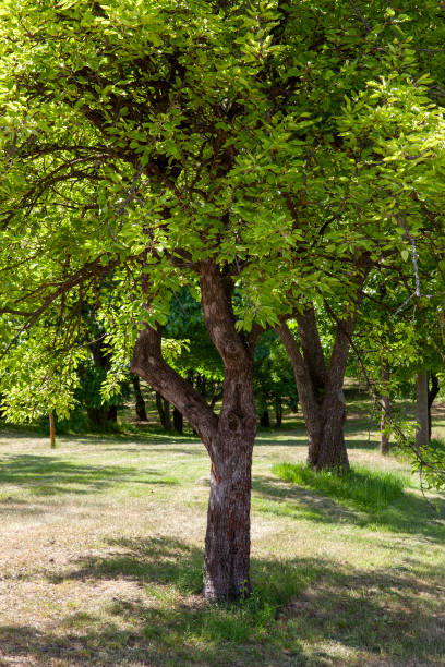 istock deciduous trees growing in the park in the sunny summer 1390912530