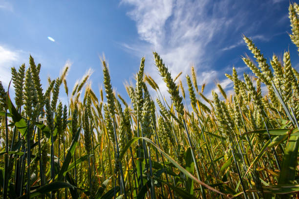 istock an agricultural field where cereal wheat is grown 1390912552