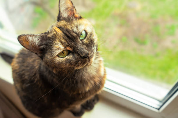 istock Cute tortoiseshell cat siting on windowsill near window and looking at the camera 1390912556