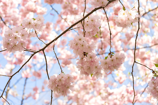 Beautiful branches of pink Cherry blossoms on the tree under blue sky. Sakura flowers bloom in spring season. Floral background.