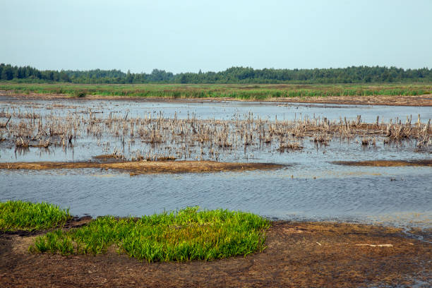 istock a swamp flooded with water with different vegetation 1390912686