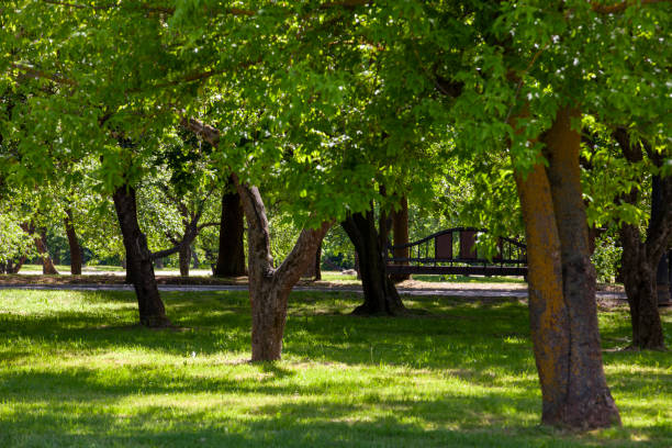 istock deciduous trees growing in the park in the sunny summer 1390912715