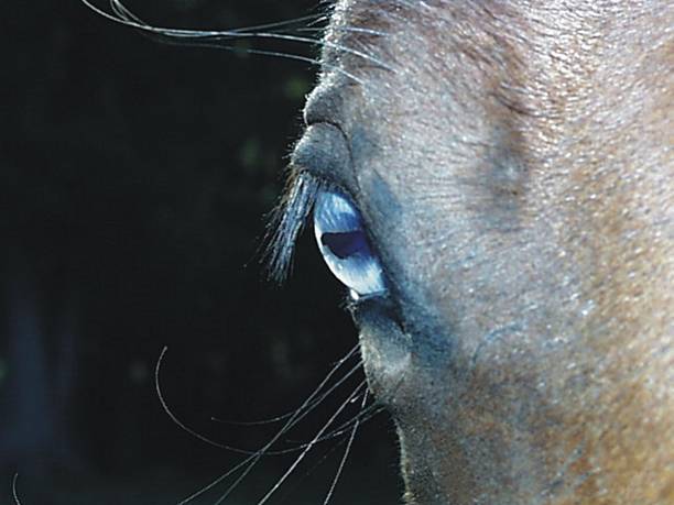 blu occhio di un cavallo - livestock horse bay animal foto e immagini stock