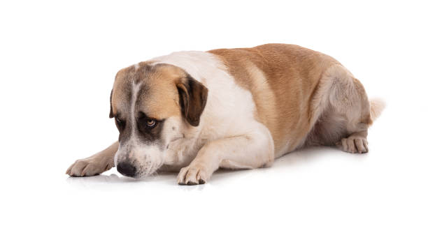 istock Great Pyrenees or Pyrenean mountain dog lying down 1390913415