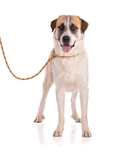 istock Great Pyrenees or Pyrenean mountain dog standing 1390913435