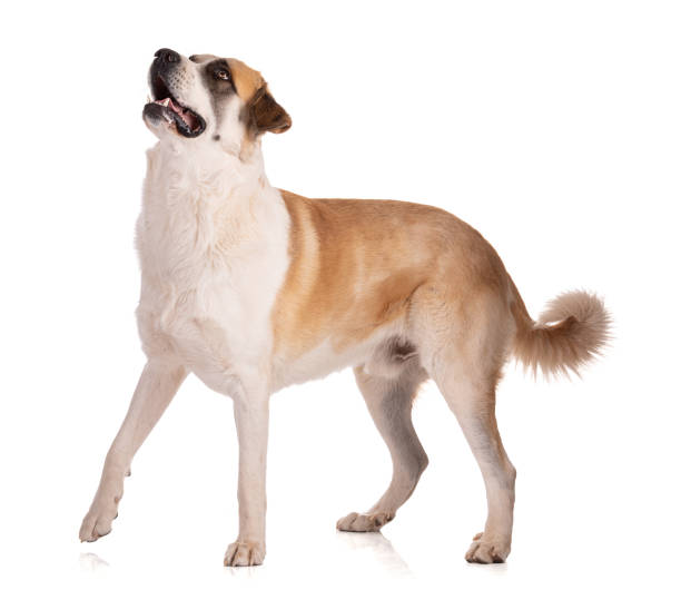istock Great Pyrenees or Pyrenean mountain dog standing 1390913436