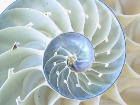 This section of a nautilus shell reveals beautiful inner iridescent blue of mother of pearl, and symmetry. Illustrate hidden beauty, natural beauty, beauty products, bath, washing, clean, etc.