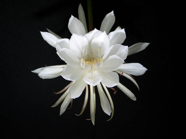 Night Blooming Cereus [Queen of the Night] stock photo