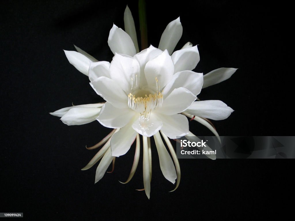 Noc Rozkwiecony Cereus [ Królowa nocy ] - Zbiór zdjęć royalty-free (Bez ludzi)