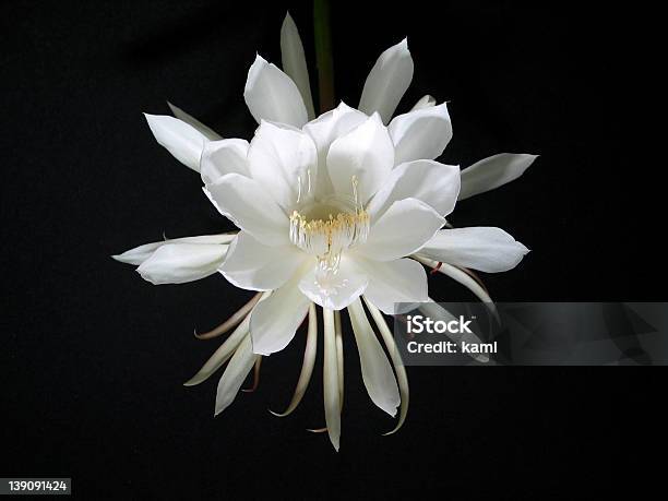 Foto de Noite Flor Rainha Da Noite e mais fotos de stock de Branco - Branco, Cabeça da flor, Cacto