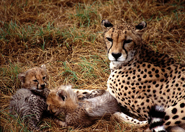 Cheetah bebés - foto de stock