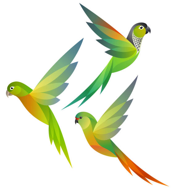 Stylized Parrots Stylized Parakeets - Black-capped Conure, Aztec Conure and Austral Conure green parakeet stock illustrations