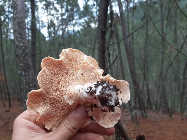 a hand grabs a huge uprooted cow tongue mushroom in the middle of an autumn forest a hand grabs a huge uprooted cow tongue mushroom in the middle of an autumn forest hedgehog mushroom stock pictures, royalty-free photos & images