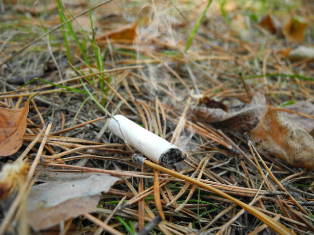 Cigarette butt with smoke on dry grass and leaves stock photo