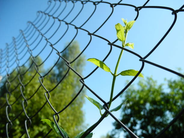 istock Honeysuckle sprig climbs on wire mesh to sky 1390916827