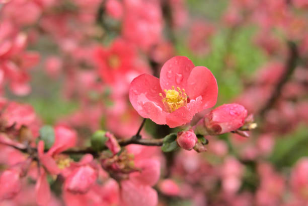 Blossoming Quince (Chaenomeles Superba) in the rain.