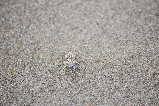 istock Crab camouflaged in the sand 1390917709