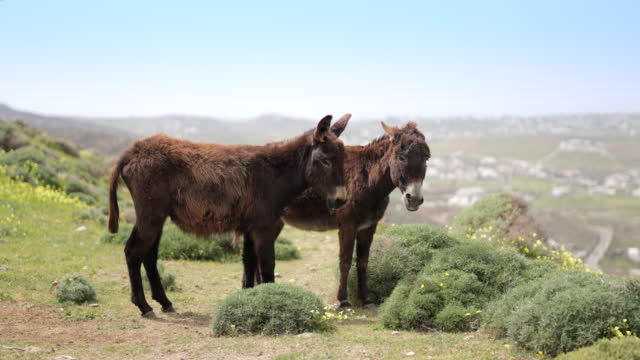 Very cute Greek Donkeys on the island of Mykonos