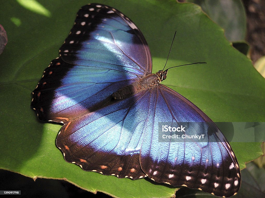 Blauer Schmetterling auf einem Blatt - Lizenzfrei Biolumineszenz Stock-Foto
