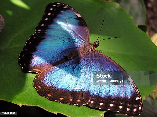 Farfalla Blu Di Riposo Su Una Foglia - Fotografie stock e altre immagini di Ala di animale - Ala di animale, Bioluminescenza, Blu