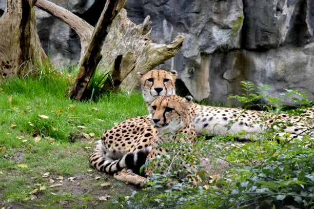 Photo of two cheetahs in the ecopark.