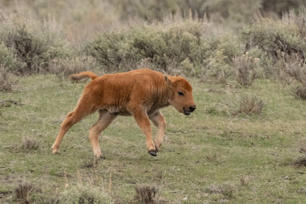 New born bison calf running in circles, bucking, kicking and bellowing in Lamar Valley of Yellowstone National Park. This is near the border of Wyoming and Montana in the United States of America (USA).