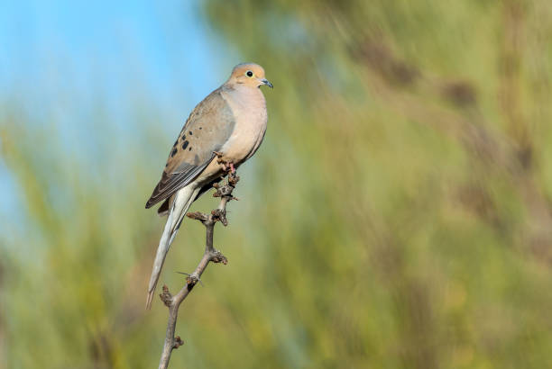 Mourning Dove Perched on a Branch stock photo