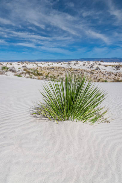 Yucca and White Sand Dunes White Sands National Park covers 145,762 acres in the Tularosa Basin of the American Southwest. The white dunes, largest of their kind on earth, are made up of gypsum sand dissolved from the surrounding mountains and carried into the basin almost 12,000 years ago. In 1933 President Herbert Hoover designated the area as a national monument. It became a national park in 2019. The yucca plant and sand dunes were photographed from the Sunset Stroll area in White Sands National Park near Alamogordo, New Mexico, USA. jeff goulden southwest usa stock pictures, royalty-free photos & images