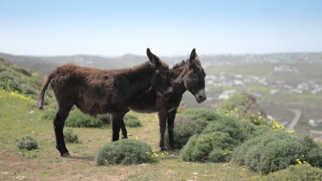 Very cute Greek Donkeys on the island of Mykonos