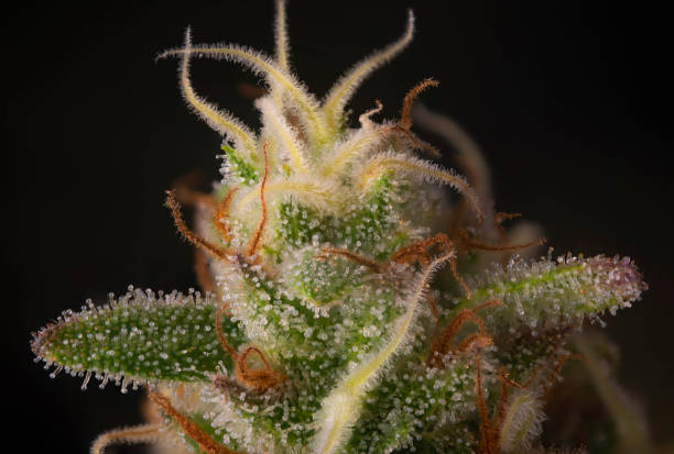 istock Cannabis flower ready for harvest with visible trichomes 1390921640