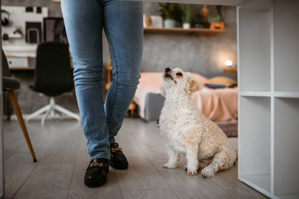 istock Dog under the office desk 1390922604