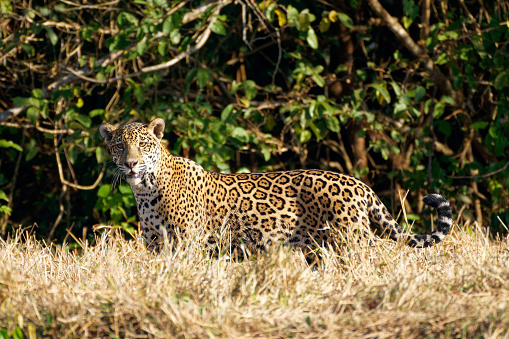 Jaguar search for food on the Los Llanos of Colombia