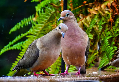 A pair of Mourning Doves on the deck