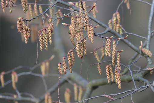 Spring nature