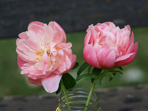 A simple bouquet is created with two Peonies in shades of pink placed in a plain glass jar. Showing only the rim of the jar leaves the flowers to take center stage. The deep pink colors just pop from a dark green background.  A few leaves add a bit of accent.