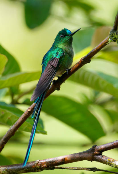 istock Long-tailed Sylph Hummingbird male 1390928722