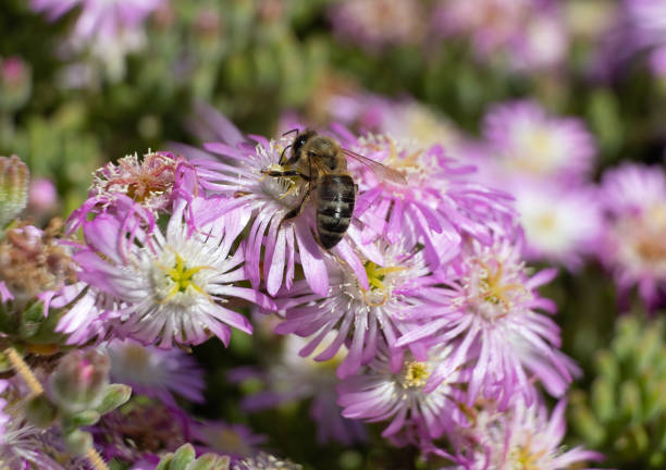 Honey bee on flowers of a hardy ice plant Honey bee on flowers of a hardy ice plant delosperma nubigenum stock pictures, royalty-free photos & images