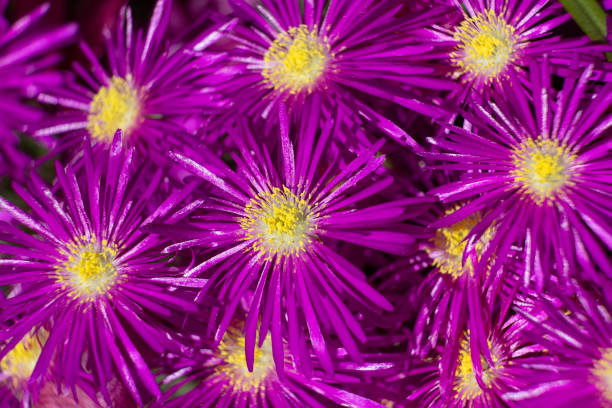Close up of hardy ice plant flowers Close up of hardy ice plant flowers delosperma nubigenum stock pictures, royalty-free photos & images