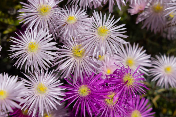 Close up of hardy ice plant flowers Close up of hardy ice plant flowers delosperma nubigenum stock pictures, royalty-free photos & images