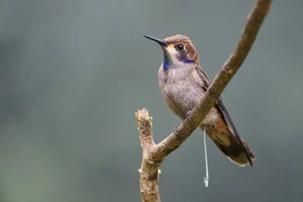 a Hummingbird rests on a tree branch Cali, Colombia