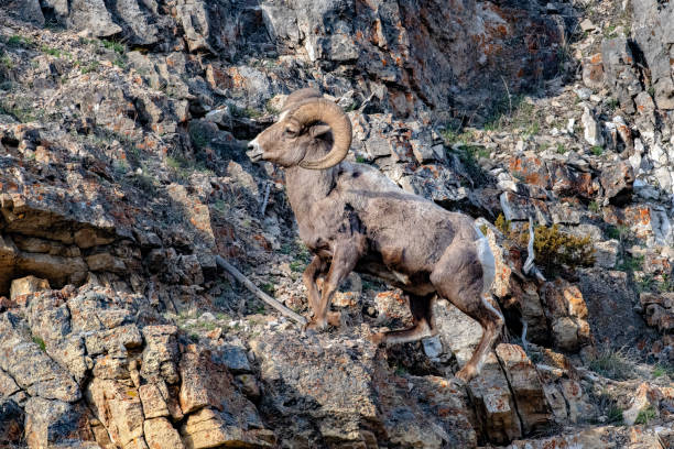 grande ariete del corno (pecora) che corre e salta per salire su una ripida scogliera - montana bighorn sheep steep horned foto e immagini stock